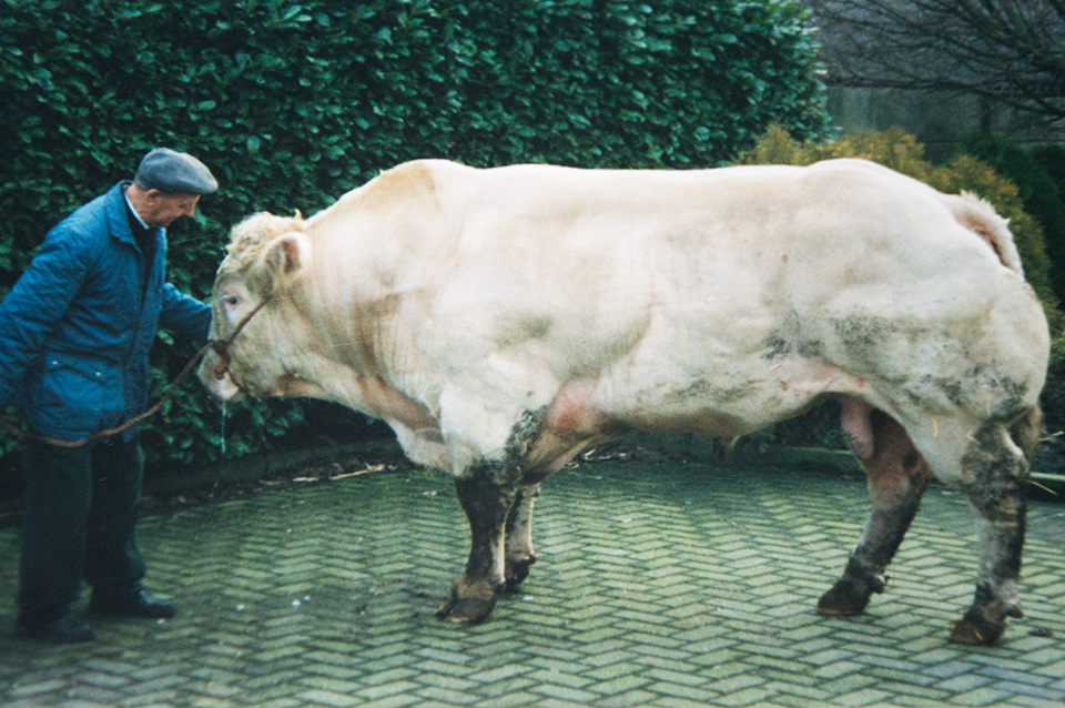 Oorsprong